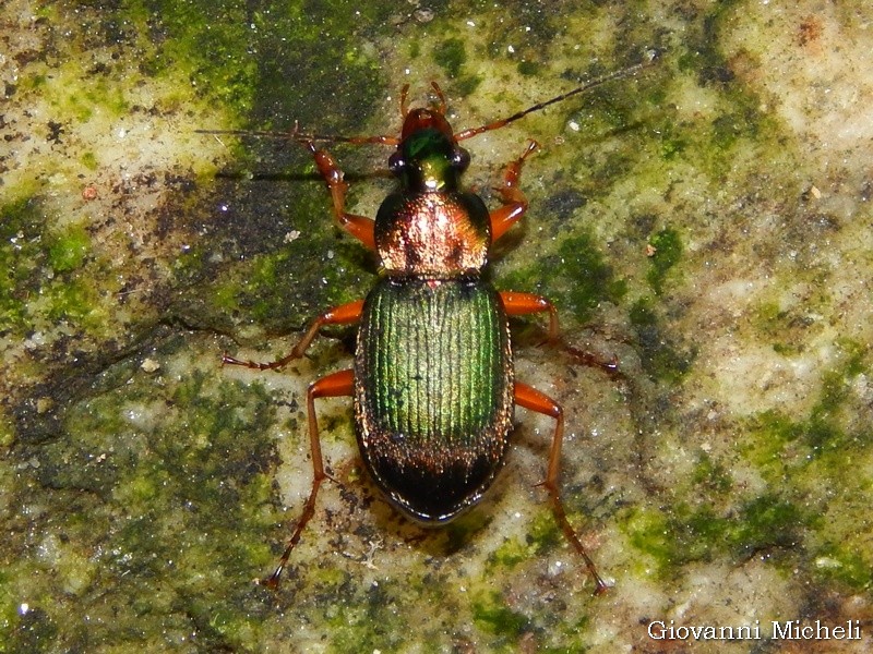 Carabidae: Chlaeniellus nitidulus